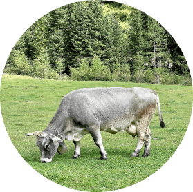 cow in the field